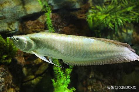 養龍魚禁忌|養龍魚禁忌與風水好處公開！龍魚價格、壽命、飼養要點一文看清。